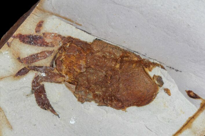 Partial Fossil Pea Crab (Pinnixa) From California - Miocene #85294